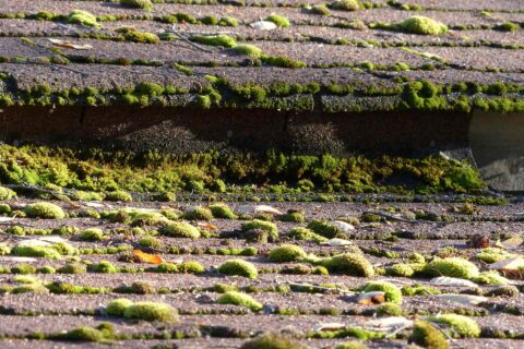 Roof Moss Cleaning Specialists