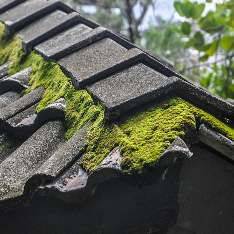 Roof Moss Removal & Cleaning Maidenhead