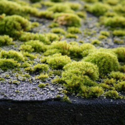 Roof moss near me