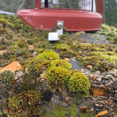 Moss on roof Woodley